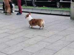 -宠颐生动物医院·心脏科·保险定点(锦阳分院)