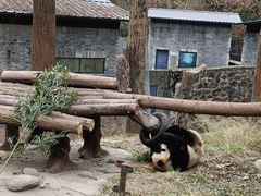 -都江堰中华大熊猫苑