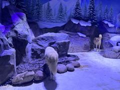 -上海海昌海洋公园