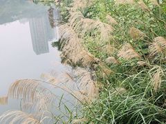 -重庆彩云湖湿地公园