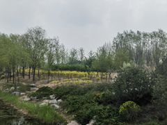 -马家湾湿地公园