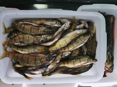 -畲乡一品鱼府土菜馆