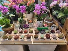 -双季花艺园艺市场(浦东店)