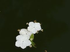 -苏州文庙(姑苏区)
