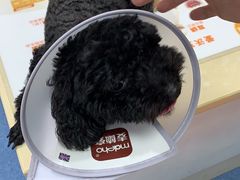 -美联众合动物医院(·中兽医·疑难杂症·严家桥分院)