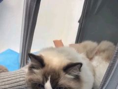 -纳吉亚猫专科动物诊疗中心(蒋宅口分院)