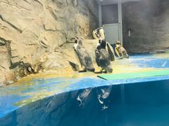 -秦皇岛新澳海底世界