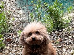 -叠溪松坪沟景区