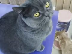 -鼓捣猫呢主题猫咖店