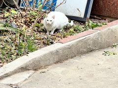 -贝康宠物医院·犬猫全科·小动物特色诊疗中心(东环路店)