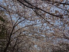 -高东镇樱花园