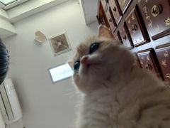 -瑞派福兴宠物医院犬猫全科·骨科·中西医结合(河东店)