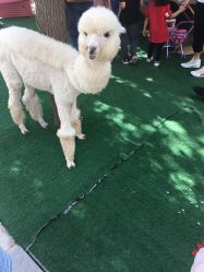 -萌宠亲子动物乐园(槐房万达店)