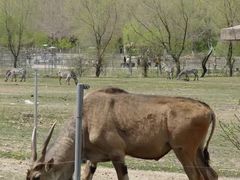 -哈尔滨北方森林动物园