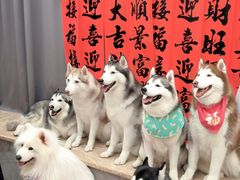 -星多哈·狗咖·拼豆·咖啡