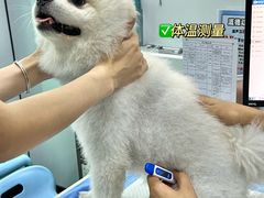 -pd派德宠物中心医院24H急重症·眼科中心·血液透析中心(嵩山北路店)