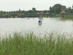 -泗洪洪泽湖湿地景区