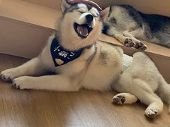 -Husky Go! 哈士奇体验馆·宠物咖啡厅狗咖