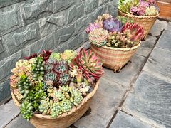 -寂照庵