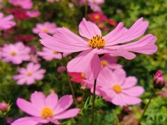 -天适樱花悠乐园