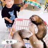 郑州探店｜打卡爱玩萌兔体验馆