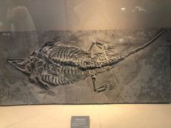 -安徽省地质博物馆