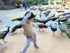 -西双版纳原始森林公园