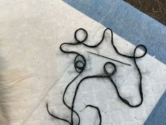 -暖阳宠物医院·犬猫康复中心·骨科