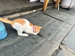 -肇兴特色牛肉粉