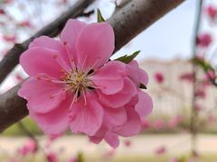 -桃花堤公园