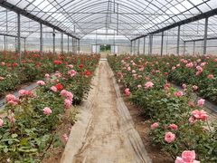 -海上花岛玫瑰园采摘