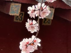 -桃花堤公园