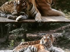 -大连森林动物园