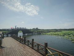 -荷塘月色湿地公园·向阳花洲