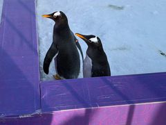 -沈阳奥体冰雪嘉年华