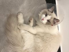 -宠爱国际动物医院· 猫科· 外科·中兽医(长白店)