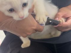 -瑞鹏宠物医院华南总院·夜诊·心脏科·骨科