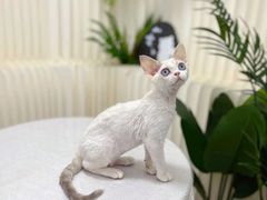 -山宅一喵德文卷毛猫舍