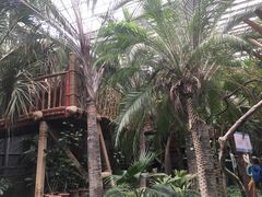 -呀路古热带植物园