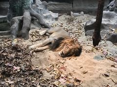 -清迈夜间动物园