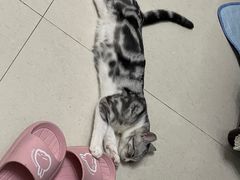 -佳雯宠物医院(金华南路分院)