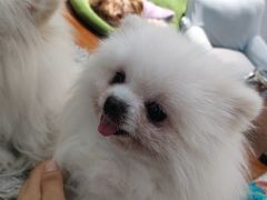 -汪说·狗咖·拼豆·宠物周边DIY(旺城大厦店)