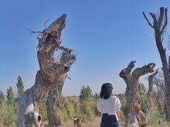 -亿利库布其七星湖沙漠生态旅游区