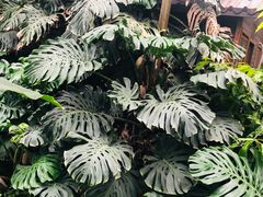 -呀路古热带植物园