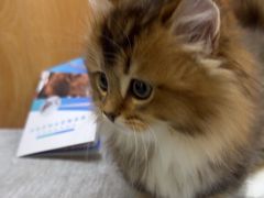 -菲丽丝宠物医院·24小时·猫科中心·免疫点(淮海分院)