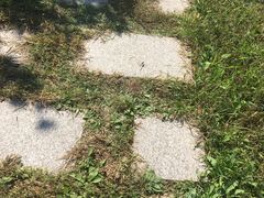 -群力丁香公园