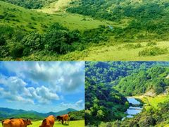 -大姆山草场