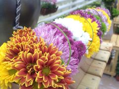 iphone_upload_pic-上海鲜花港