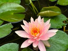 -深圳仙湖植物园