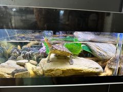 -灵龟之家百象馆(百象馆联合旗舰店)
